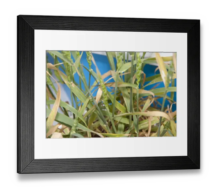 Framed Print : Wheat (Triticum aestivum) potassium deficiency, close-up of ripening ears Framed Print : Wheat (Triticum aestivum) potassium deficiency, close-up of ripening ears