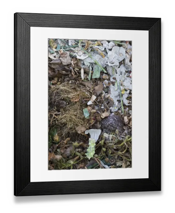 Framed Print : Garden compost heap with shredded paper, England, march Framed Print : Garden compost heap with shredded paper, England, march
