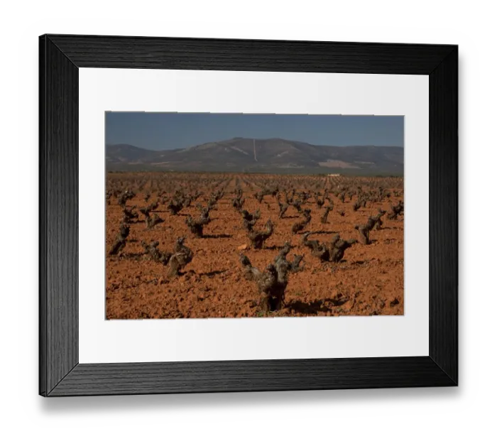 Framed Print : Vineyard with pruned old grape vines, La Mancha, Spain, january Framed Print : Vineyard with pruned old grape vines, La Mancha, Spain, january