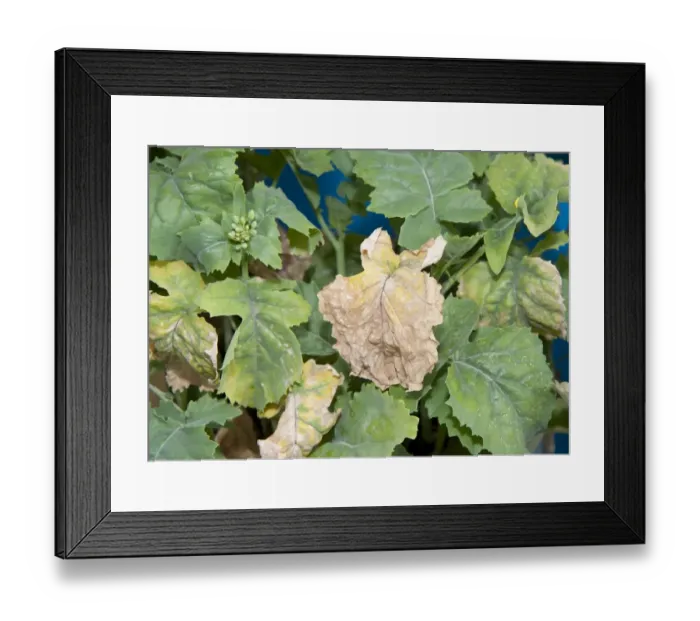 Framed Print : Oilseed Rape (Brassica napus) potassium deficiency, close-up of leaves Framed Print : Oilseed Rape (Brassica napus) potassium deficiency, close-up of leaves