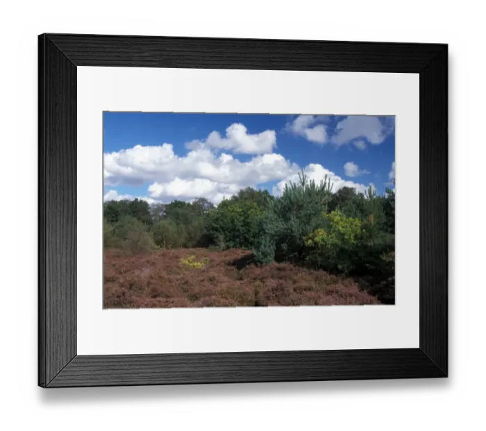 Framed Print : Habitat - Heathland Heather and Bracken at Blaxhall Heath - Suffolk Wildlife Trust Framed Print : Habitat - Heathland Heather and Bracken at Blaxhall Heath - Suffolk Wildlife Trust