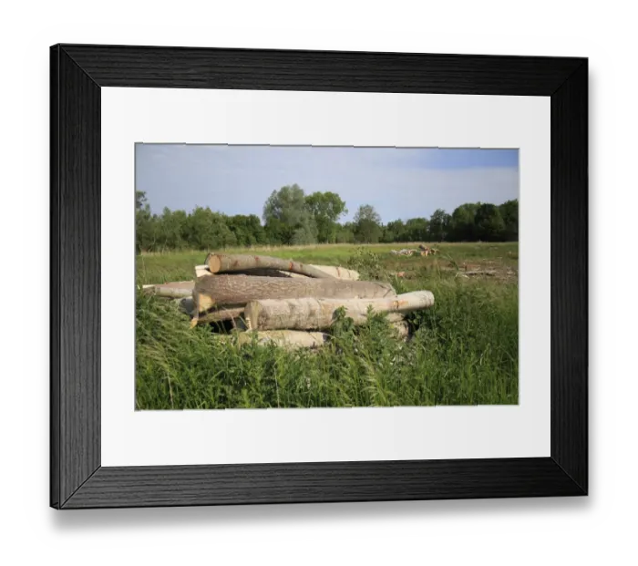 Framed Print : Tree clearance and log piles on recently purchased land for fen habitat restoration project Framed Print : Tree clearance and log piles on recently purchased land for fen habitat restoration project