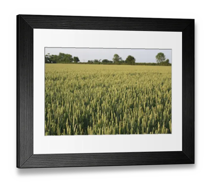 Framed Print : Wheat (Triticum aestivum) JB Diego Winter Wheat, ripening ears in field, Bacton, Suffolk, England, june Framed Print : Wheat (Triticum aestivum) JB Diego Winter Wheat, ripening ears in field, Bacton, Suffolk, England, june