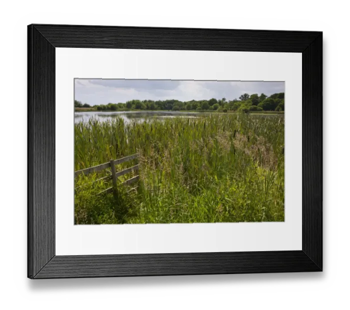 Framed Print : Subsidence lake with reedmace fringe over former coal mine site, Arcot, Northumberland, England, july Framed Print : Subsidence lake with reedmace fringe over former coal mine site, Arcot, Northumberland, England, july