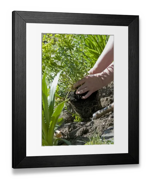 Framed Print : Gardener with plant removed from pot, for planting in garden, Norfolk, England, may