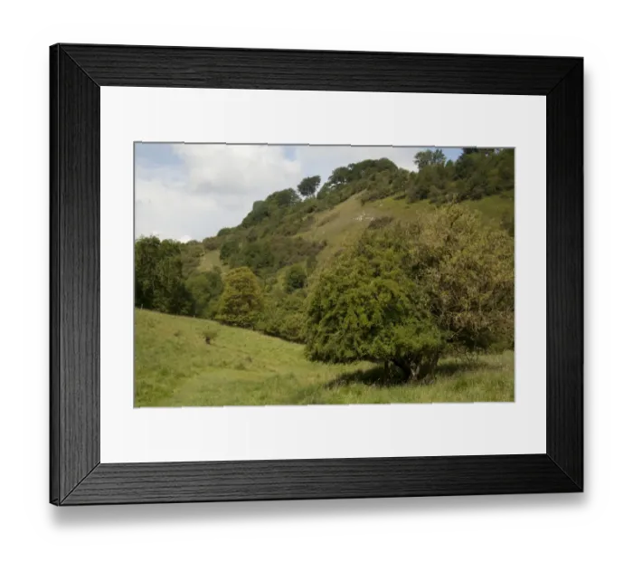 Framed Print : View of wooded slope habitat, Millers Dale Quarry, Derbyshire Wildlife Trust Reserve, Wye Valley, Derbyshire, England Framed Print : View of wooded slope habitat, Millers Dale Quarry, Derbyshire Wildlife Trust Reserve, Wye Valley, Derbyshire, England