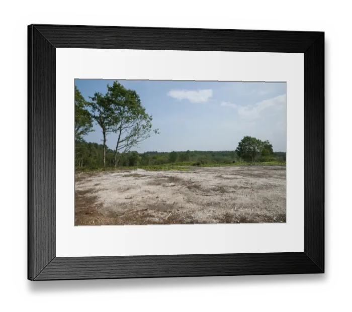 Framed Print : Reclaimation of heathland habitat, Holt Country Park, Norfolk, England, august Framed Print : Reclaimation of heathland habitat, Holt Country Park, Norfolk, England, august