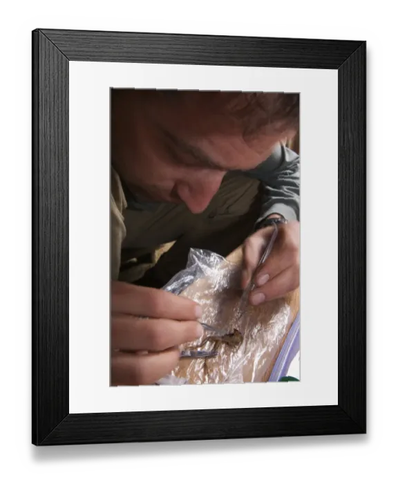 Framed Print : Herpetologist taking liver from frog for genetic study purposes, Manu Road, Departemento Cuzco, Andes, Peru Framed Print : Herpetologist taking liver from frog for genetic study purposes, Manu Road, Departemento Cuzco, Andes, Peru