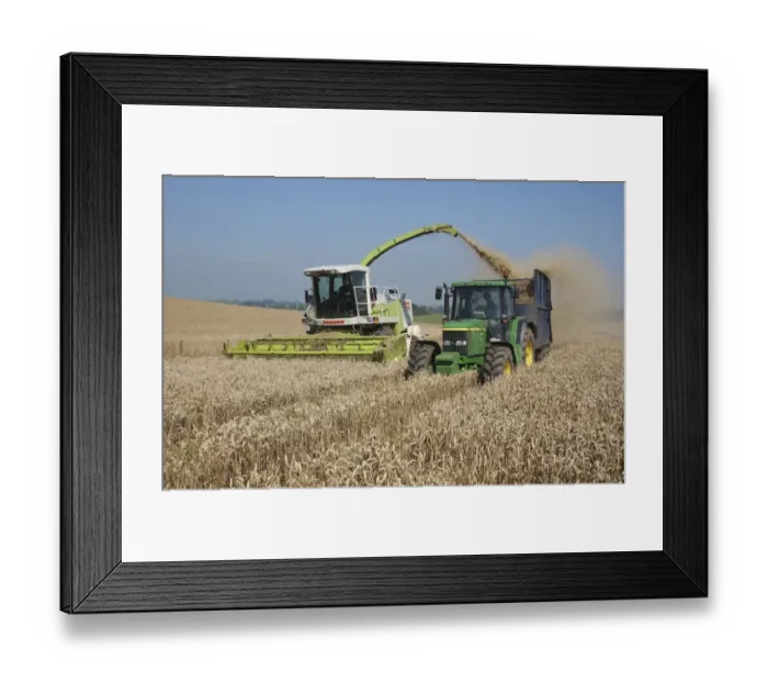 Framed Print : Wheat (Triticum aestivum) crop, forage harvesting whole-crop wheat field for feeding dairy cows, near Clitheroe Framed Print : Wheat (Triticum aestivum) crop, forage harvesting whole-crop wheat field for feeding dairy cows, near Clitheroe
