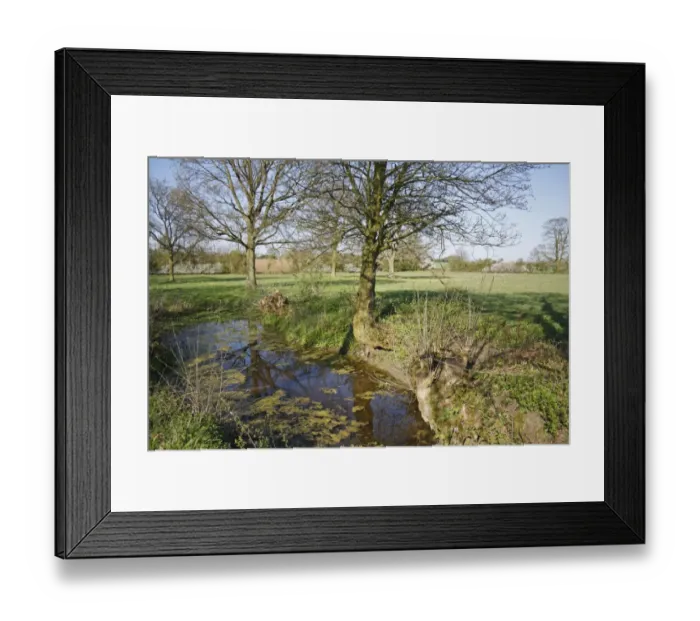 Framed Print : Pond and trees at edge of unimproved hay meadow habitat, Mickfield Meadow Nature Nature Reserve, Mickfield, Suffolk Framed Print : Pond and trees at edge of unimproved hay meadow habitat, Mickfield Meadow Nature Nature Reserve, Mickfield, Suffolk