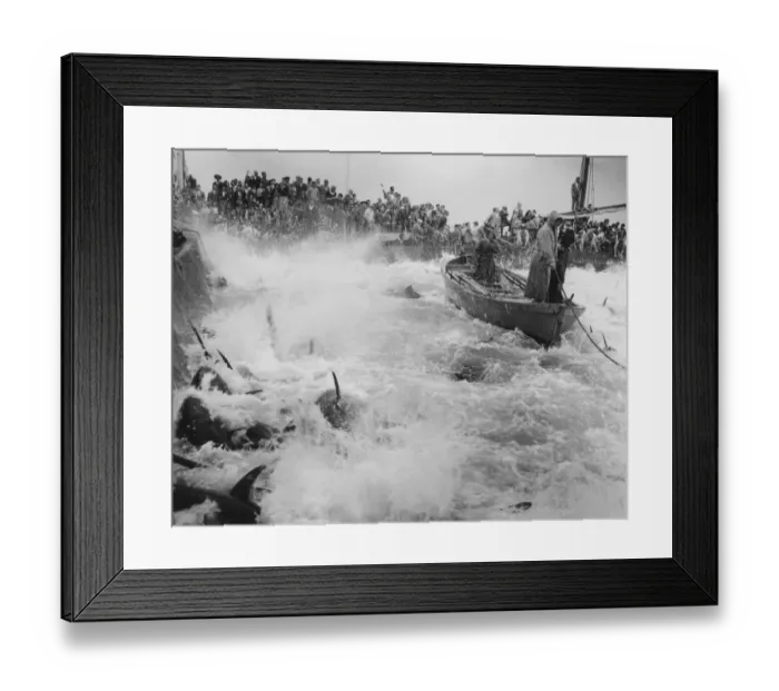 Framed Print : Mattanza tuna fishing, Sicily, Italy, 1958 (Kurt Drost) Framed Print : Mattanza tuna fishing, Sicily, Italy, 1958 (Kurt Drost)