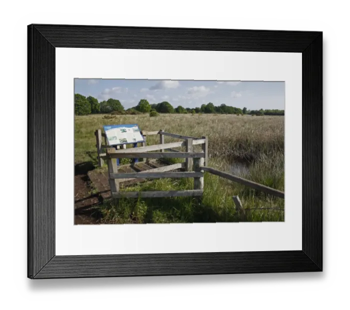 Framed Print : Viewing platform at edge of fen raft spider pool, in river valley fen habitat, Redgrave and Lopham Fen N. N. R Framed Print : Viewing platform at edge of fen raft spider pool, in river valley fen habitat, Redgrave and Lopham Fen N. N. R