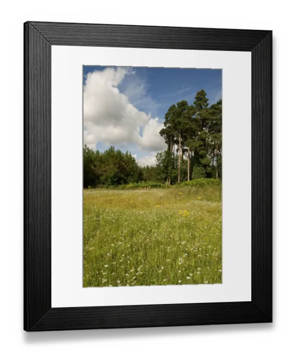 Framed Print : Wildflower meadow in breckland habitat, Thetford Heath Reserve, Norfolk, England, august