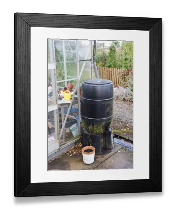 Framed Print : Plastic waterbutt for catching rainwater off greenhouse in a garden, Bouldon, Shropshire, England, september Framed Print : Plastic waterbutt for catching rainwater off greenhouse in a garden, Bouldon, Shropshire, England, september