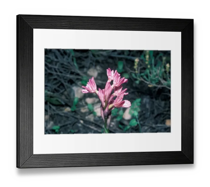 Framed Print : Orchis caspia - a Nectarless Orchid from Israel