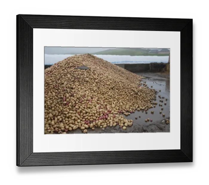 Framed Print : Potato (Solanum tuberosum) tubers in farmyard, for feeding to beef cattle, Perth, Perthshire, Scotland, november Framed Print : Potato (Solanum tuberosum) tubers in farmyard, for feeding to beef cattle, Perth, Perthshire, Scotland, november