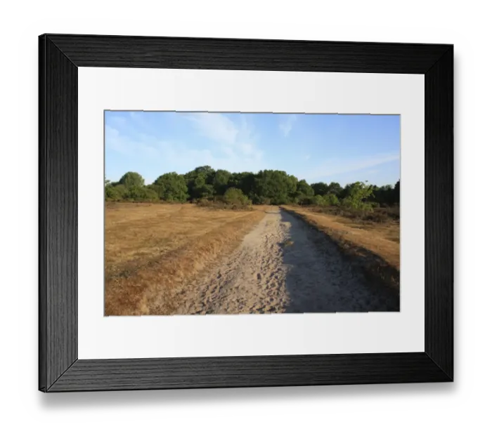 Framed Print : Exposed sandy soil on track in lowland heathland reserve, Wortham Ling, Upper Waveney Valley, Suffolk, England, june Framed Print : Exposed sandy soil on track in lowland heathland reserve, Wortham Ling, Upper Waveney Valley, Suffolk, England, june