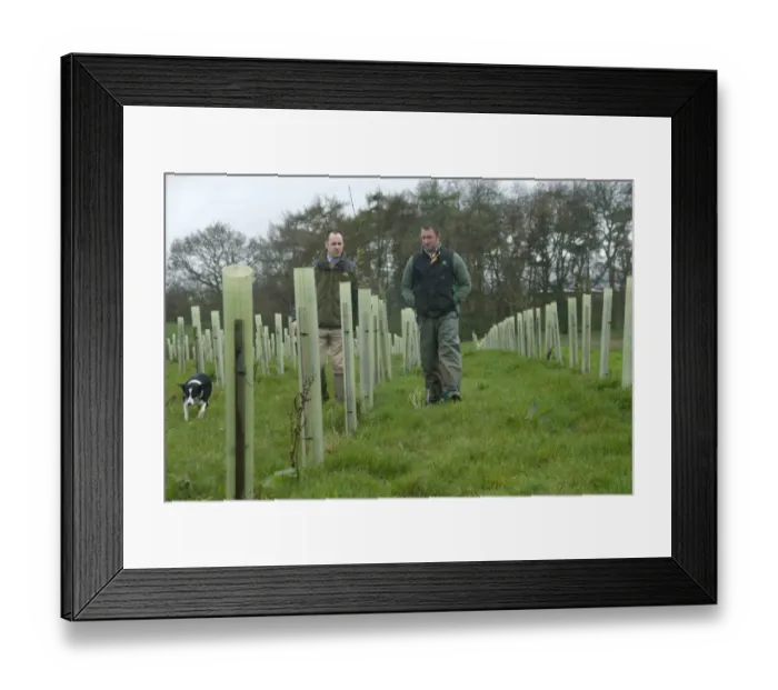 Framed Print : Agronomist and farmer checking new deciduous tree plantation on field boundary for screening Framed Print : Agronomist and farmer checking new deciduous tree plantation on field boundary for screening