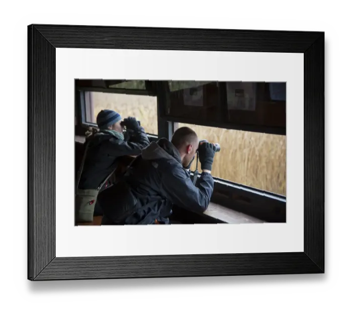 Framed Print : Man and woman with binoculars in hide, Loch of Kinnordy RSPB Nature Reserve, Kingoldrum, Angus, Scotland, november Framed Print : Man and woman with binoculars in hide, Loch of Kinnordy RSPB Nature Reserve, Kingoldrum, Angus, Scotland, november