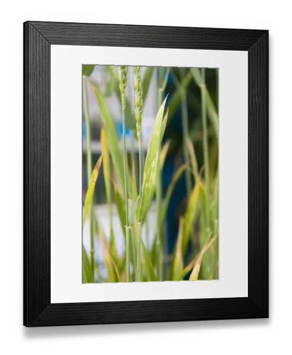 Framed Print : Wheat (Triticum aestivum) nitrogen deficiency, close-up of leaves Framed Print : Wheat (Triticum aestivum) nitrogen deficiency, close-up of leaves