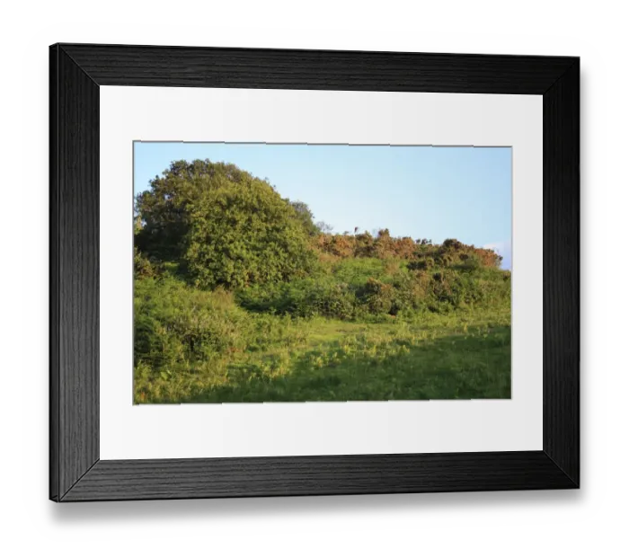Framed Print : View of scrub at edge of woodland habitat in evening sunlight, Alverstone Mead Local Nature Reserve, Alverstone