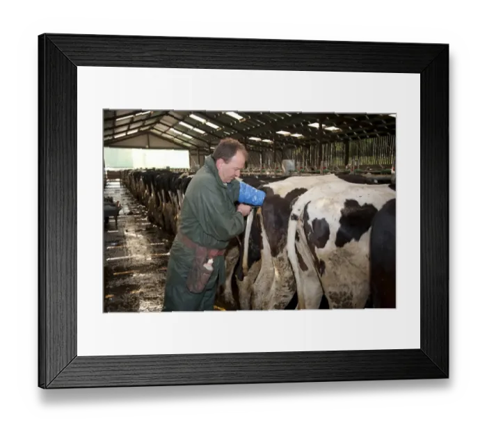 Framed Print : Dairy farming, farmer artificially inseminating dairy heifers with sexed semen, Scotland, april