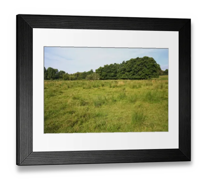 Framed Print : View of rushes and Common Alder (Alnus glutinosa) growing in wet fen meadow habitat, Little Ouse Headwaters Project Framed Print : View of rushes and Common Alder (Alnus glutinosa) growing in wet fen meadow habitat, Little Ouse Headwaters Project