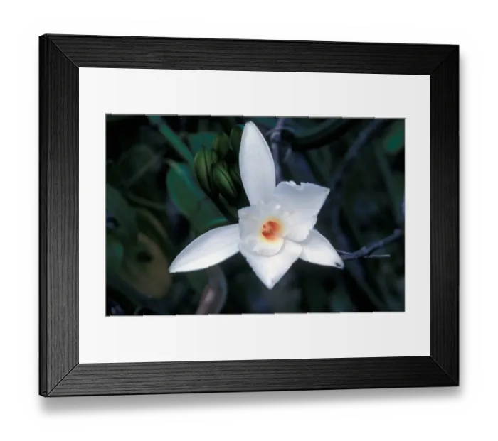 Framed Print : Vanilla Orchid - Mahe Seychelles. Vanilla phalaenopsis Framed Print : Vanilla Orchid - Mahe Seychelles. Vanilla phalaenopsis