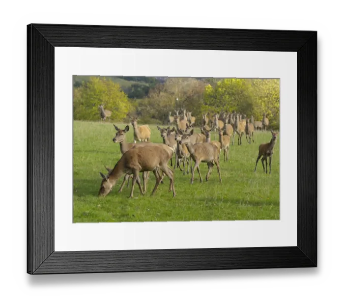 Framed Print : Deer farming, farmed Red Deer (Cervus elaphus) hinds and calves, Yorkshire, England, october Framed Print : Deer farming, farmed Red Deer (Cervus elaphus) hinds and calves, Yorkshire, England, october