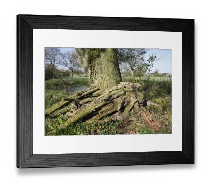 Framed Print : Log pile beside pond at edge of unimproved hay meadow habitat, Mickfield Meadow Nature Reserve, Mickfield, Suffolk Framed Print : Log pile beside pond at edge of unimproved hay meadow habitat, Mickfield Meadow Nature Reserve, Mickfield, Suffolk