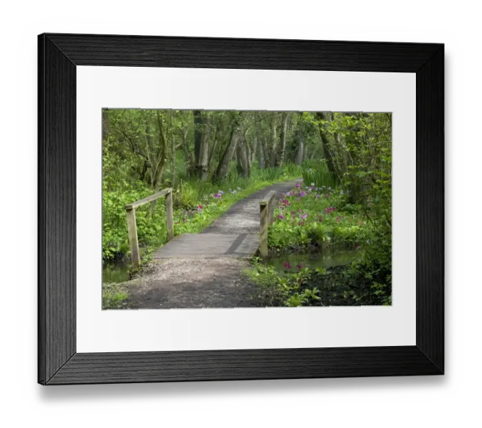 Framed Print : Wooden footbridge over canal in woodland garden, Fairhaven Garden Trust, South Walsham, The Broads, Norfolk, England Framed Print : Wooden footbridge over canal in woodland garden, Fairhaven Garden Trust, South Walsham, The Broads, Norfolk, England