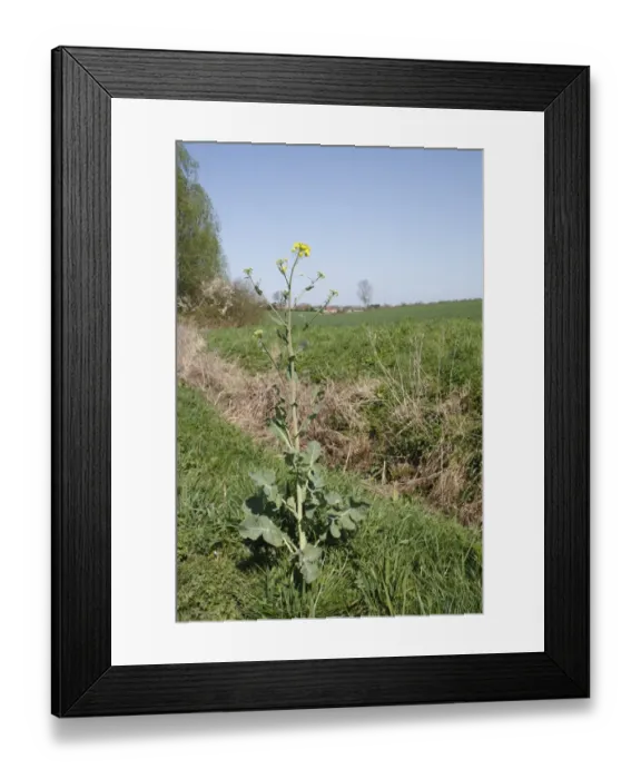 Framed Print : Oilseed Rape (Brassica napus) flowering, growing as weed beside ditch in arable farmland, Barking Tye, Suffolk Framed Print : Oilseed Rape (Brassica napus) flowering, growing as weed beside ditch in arable farmland, Barking Tye, Suffolk