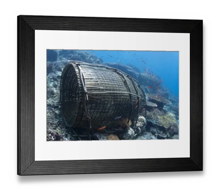 Framed Print : Fish traps and fish on reef, Reta Island, Alor Archipelago, Lesser Sunda Islands, Indonesia Framed Print : Fish traps and fish on reef, Reta Island, Alor Archipelago, Lesser Sunda Islands, Indonesia
