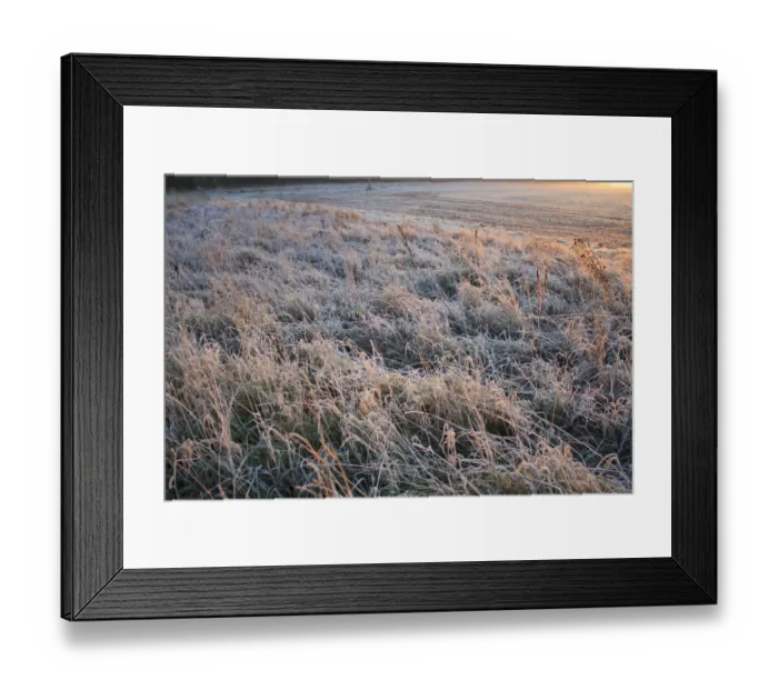 Framed Print : Frost covered permanent set-a-side at edge of cultivated arable field at sunrise, Bacton, Suffolk, England, november Framed Print : Frost covered permanent set-a-side at edge of cultivated arable field at sunrise, Bacton, Suffolk, England, november