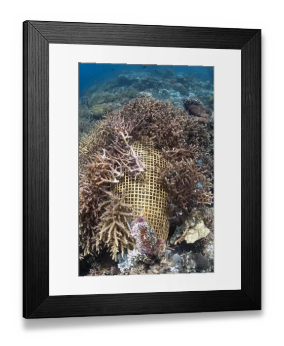 Framed Print : Fish trap covered with staghorn coral, Reta Island, Alor Archipelago, Lesser Sunda Islands, Indonesia Framed Print : Fish trap covered with staghorn coral, Reta Island, Alor Archipelago, Lesser Sunda Islands, Indonesia