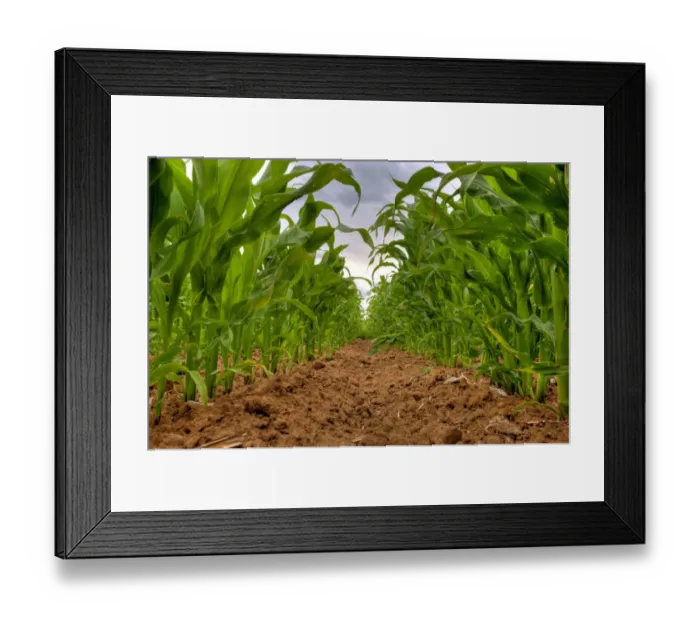 Framed Print : Maize (Zea mays) crop, grown for silage, rows in field, Oxfordshire, England, june Framed Print : Maize (Zea mays) crop, grown for silage, rows in field, Oxfordshire, England, june