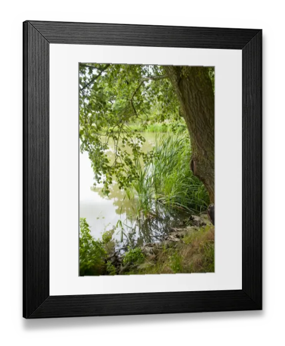 Framed Print : Tree and aquatic vegetation at edge of farm pond, Middle Claydon, Buckinghamshire, England, august Framed Print : Tree and aquatic vegetation at edge of farm pond, Middle Claydon, Buckinghamshire, England, august