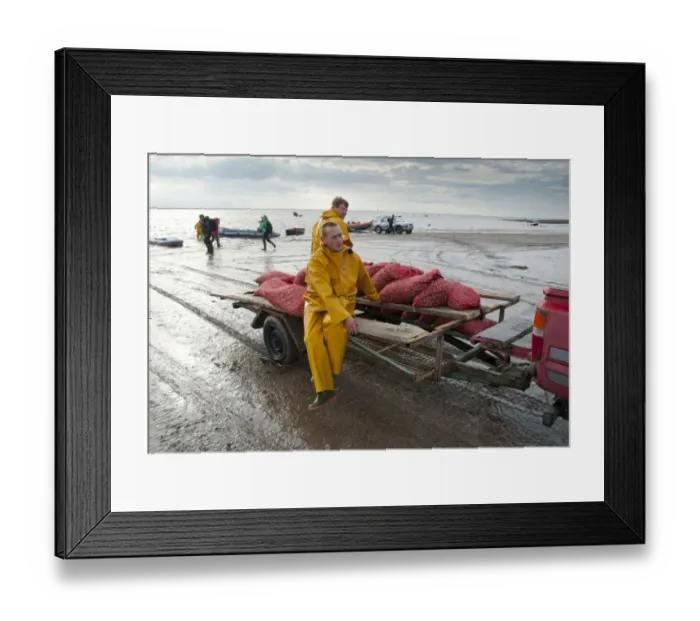 Framed Print : Licensed cockle pickers unloading bags after picking from cockle beds, Foulnaze Bank, between Lytham and Southport Framed Print : Licensed cockle pickers unloading bags after picking from cockle beds, Foulnaze Bank, between Lytham and Southport