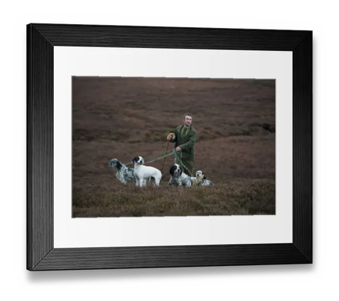 Framed Print : Man standing with English Pointer and English Setters, counting grouse on grouse moor, West Yorkshire, England Framed Print : Man standing with English Pointer and English Setters, counting grouse on grouse moor, West Yorkshire, England