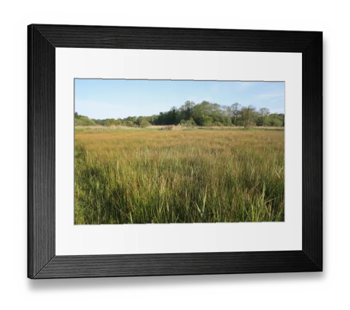 Framed Print : View of fen meadow habitat in valley fen reserve, Roydon Fen, Roydon, Upper Waveney Valley, Norfolk, England, june Framed Print : View of fen meadow habitat in valley fen reserve, Roydon Fen, Roydon, Upper Waveney Valley, Norfolk, England, june