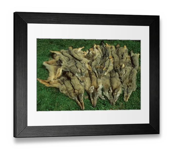 Framed Print : Animal products, European Wolf (Canis lupus) skins, Poland Framed Print : Animal products, European Wolf (Canis lupus) skins, Poland