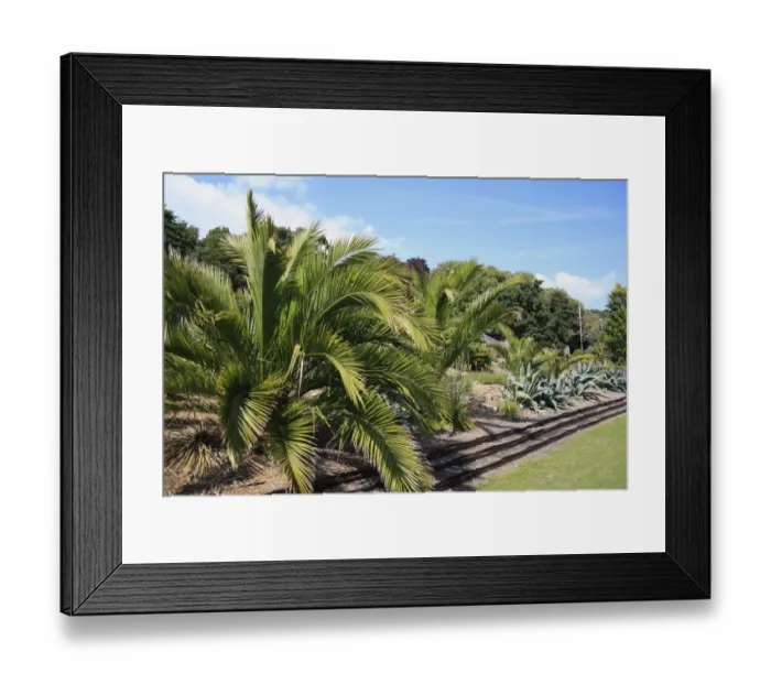 Framed Print : Subtropical palms and aloes growing in terraced scree garden, in botanic gardens with sheltered microclimate Framed Print : Subtropical palms and aloes growing in terraced scree garden, in botanic gardens with sheltered microclimate