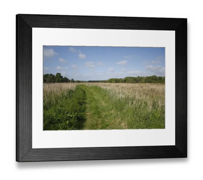 Framed Print : Path through reedbed in river valley fen habitat, Redgrave and Lopham Fen N. N. R. Waveney Valley, Suffolk, England, may Framed Print : Path through reedbed in river valley fen habitat, Redgrave and Lopham Fen N. N. R. Waveney Valley, Suffolk, England, may