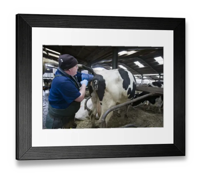 Framed Print : Reproduction management in dairy herd, farmer artificially inseminating cow, England, England, february Framed Print : Reproduction management in dairy herd, farmer artificially inseminating cow, England, England, february