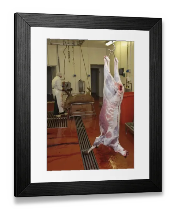 Framed Print : Deer farming, butchering Red Deer (Cervus elaphus) carcass in abattoir, England, january Framed Print : Deer farming, butchering Red Deer (Cervus elaphus) carcass in abattoir, England, january