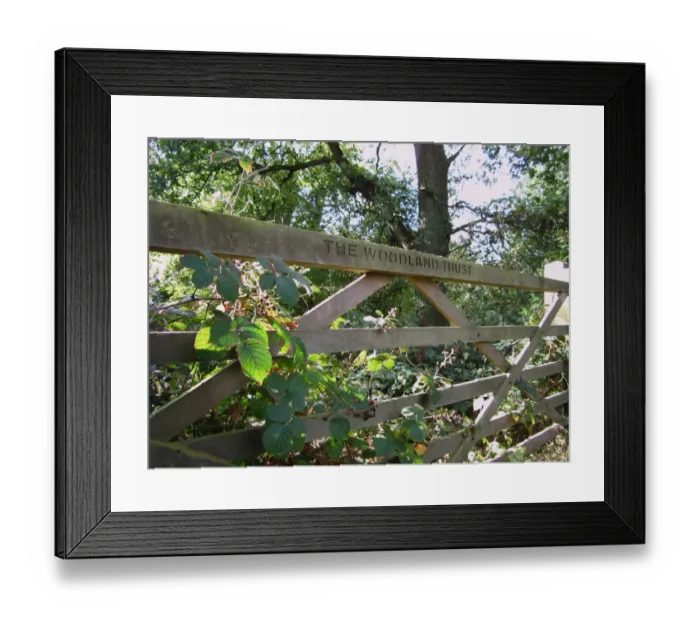 Framed Print : The Woodland Trust sign on wooden gate, Tring Park, Hertfordshire, England, october Framed Print : The Woodland Trust sign on wooden gate, Tring Park, Hertfordshire, England, october
