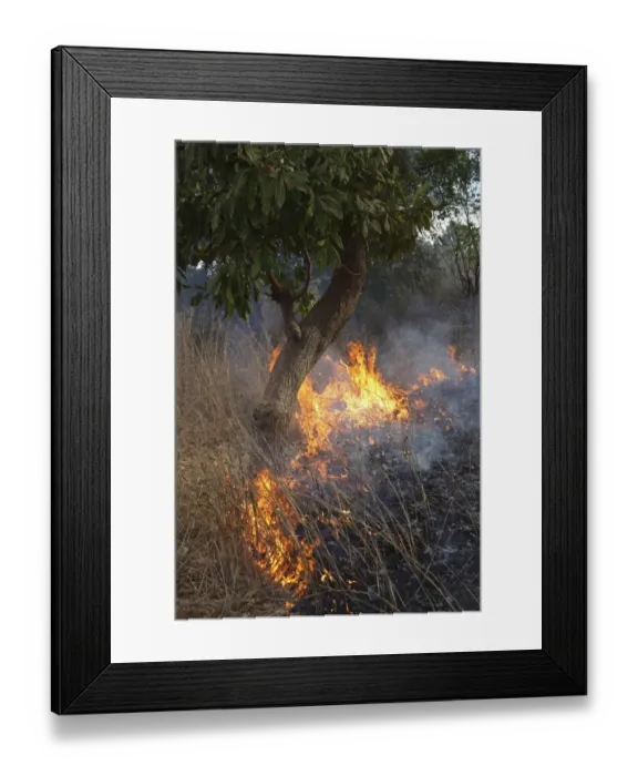 Framed Print : Bush fire with burning grass and tree, Gambia, january
