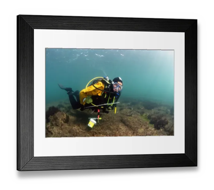 Framed Print : Diver carrying survey equipment underwater, Kimmeridge Bay, Dorset, England, march Framed Print : Diver carrying survey equipment underwater, Kimmeridge Bay, Dorset, England, march