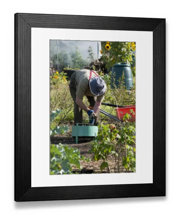 Framed Print : Elderly man working in allotment garden, Norfolk, England, september
