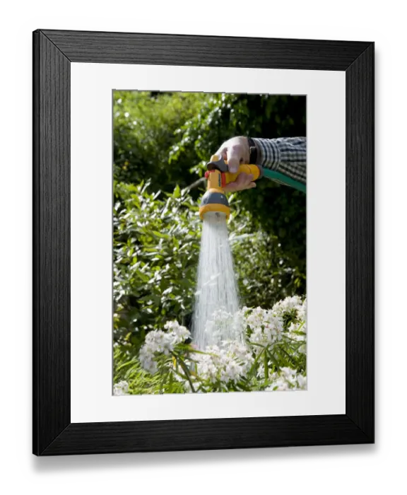 Framed Print : Gardener watering plants in garden with hose, Norfolk, England, may Framed Print : Gardener watering plants in garden with hose, Norfolk, England, may